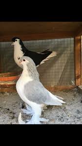 pin by mohamed ahmed on pigeons life pet pigeon pigeon breeds pigeon pictures
