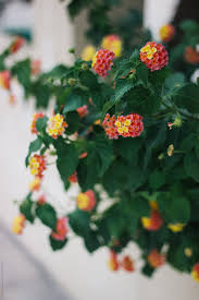 Maybe you would like to learn more about one of these? Detail Of Tiny Red And Yellow Flowers Growing In Greece Garden By Branislava Zivic