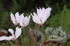 Immediately upon walking in we were. Cyclamen Great Hardy Perennials For The Garden Article By Plant Delights Nursery