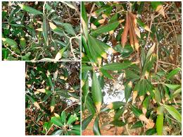 Image result for xylella fastidiosa oleander symptoms