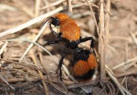 Velvet Ants Pack Painful Sting News Tulsaworld Com