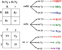Given four possible gamete types in each parent, there are 4 x 4 = 16 possible f2 combinations, and the probability of any particular dihybrid type is 1/4 x 1/4 = 1/16. Punnett Square Wikipedia