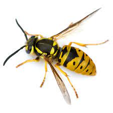 Pictures of black and yellow bugs. Earthbox Insect Indentifier
