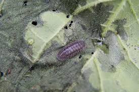 Are rolly pollies bad for the garden. Treat Pillbug Infestation On Potted Plants Outside Before Bringing Them In Triblive Com