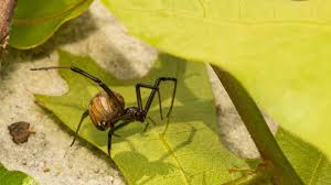 If a black widow spider bites a person, do not panic! Brown Widow Bite Symptoms Treatment Prevention Pictures