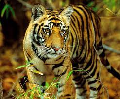 The Indian Lion Commonly Called As King Of The Jungle Is One Of The Five Major Big Cats Found In India National Parks Park Tiger