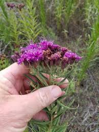 Image result for Vernonia myriantha