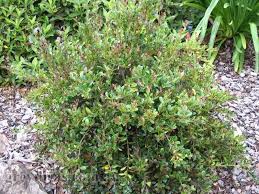 Image result for Eugenia capensis