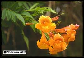 Vector illustration of orange essential oils. Sausage Tree