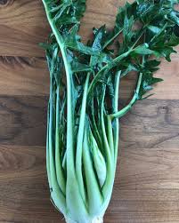 Image result for Deverra burchellii