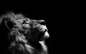 A desktop wallpaper is highly customizable, and you can give yours a personal touch by adding your images (including your photos from a camera) or download beautiful pictures from the internet. Lion Wallpaper Hd Lion Wallpaper Download Free Beautiful Full Hd Wallpapers For Lion Wallpaper Lion Pictures Background Hd Wallpaper