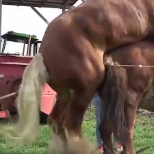 Mau tau gimana aksi kuda kalau sedang kawin, yuk simak video lucu kuda kawin seperti berikut ini selamat menyaksikan. Antoni Kuda Yang Besar Melakukannya Perkawinan Dengan Enak Watch Or Download Downvids Net
