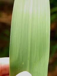 Image result for Arundo donax