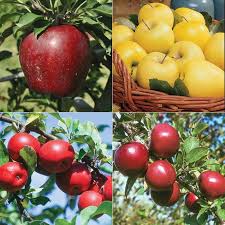 Starkspur Apple Tree Collection From Stark Bro S Apple Tree Fruit Trees Fruit