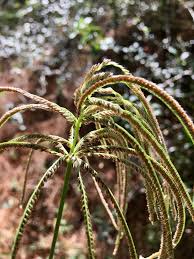 Image result for Eustachys