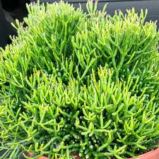 Image result for Hatiora salicornioides