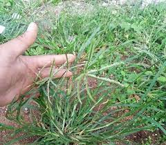 Ketika terkena mata bajak dan garupun rumput ini akan tetap. Rumput Liat Paragis Banyak Manfaatnya Detailnya