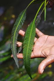 Image result for Hydrostachys bismarckii