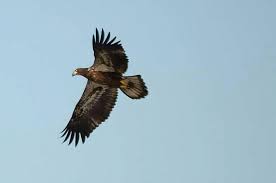 Michigan Birds Of Prey Pictures Golden Eagle On Drummond Island Michigan Puremichigan Drummondisland Michigan Eagle Goldeneagle Birdofprey Bi Bald Eagle Birds In Flight Drummond Island