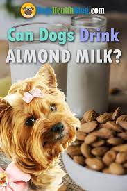 Do You Want To Give Your Dog Almond Milk Or Are You Wondering If Can Dogs Drink Almond Milk Check Out The Answer In This Post Almond Milk Milk Can Dogs