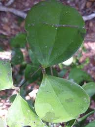 Image result for Strychnos henningsii