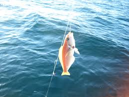 Sprinkle flesh side of salmon evenly with 1 tablespoon salt and refrigerate, uncovered, for at least 1 hour or up to 4 hours. 12 15 18 Fish Taco Taste Test Bloodydecks