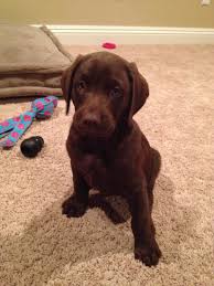 Chocolate Lab With Light Eyes Lab Puppies Cute Animals Labrador Puppy