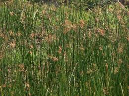 Image result for Cyperus articulatus