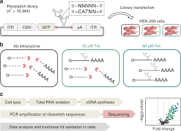 The following is a list of amd cpu microarchitectures. High Throughput Identification Of Synthetic Riboswitches By Barcode Free Amplicon Sequencing In Human Cells Nature Communications