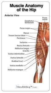 Want to learn more about it? Groin Anatomy And The Hip Piriformis Muscles Muscle Anatomy Hip Muscles Anatomy Hip Anatomy