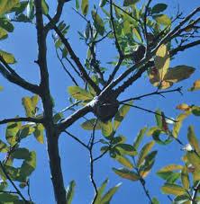 Image result for Tapinanthus forbesii