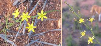 Image result for Eriospermum mackenii