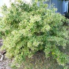 Is your network connection unstable or browser outdated? Night Blooming Jasmine Benefits