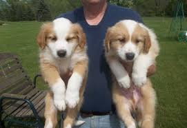 Pups born july 3rd, 2014. English Shepherd Puppy For Sale Adoption Rescue For Sale In Maybee Michigan Classified Americanlisted Com