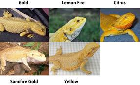 Types Of Bearded Dragons Learn Different Types Colors