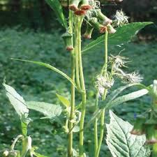 Image result for Crassocephalum radiatum