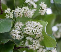 Image result for Ehretia cymosa