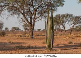 Image result for Kalaharia uncinata