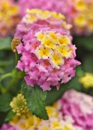 Image result for Lantana camara