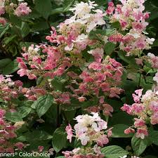 In alkaline soils, these reactions cannot occur and therefore aluminium is not taken up by the plant. Quick Fire Panicle Hydrangea Hydrangea Paniculata Proven Winners