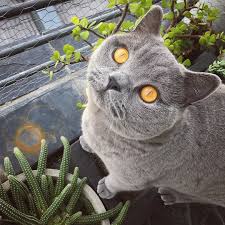Can T Take My Eyes Off These Birds Be Sure To Hit Follow For Awesome Pics And Video British Shorthair Cats Cute Cats British Shorthair