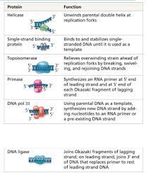 Step 1 of dna replication. Biology Chapter 16 Dna Replication Flashcards Quizlet