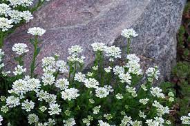 Evergreen Candytuft For Glossy Winter Foliage Plants Landscaping Inspiration Drought Tolerant Landscape