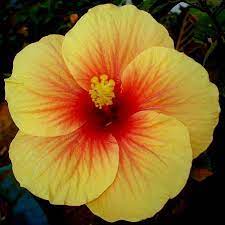 Image Result For Hibiscus Varieties Australia Hibiscus Plant Hibiscus Flowers Growing Hibiscus