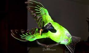 Terutama dari bentuk tubuh, paruh dan juga kepalanya, cucak rante dan cucak ijo sangat mirip. Kupas Tuntas Settingan Dan Perawatan Burung Penyebab Dan Cara Mengatasi Cucak Ijo Didis Saat Lomba Cara Mengatasi Cucak Ijo Didis Meskipun Cucak Ijo Tidak Sama Dengan Jenis Burung Petarung Fighter