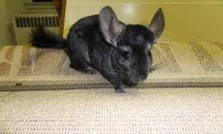 You need to find your vet before you get a chin and know that he/she is familiar with working with chinchillas. Chinchillas Animals For Sale In British Columbia Local Market Pets