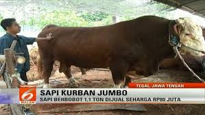 Viral malaysia | satu video memaparkan gelagat seorang pemuda dikejar anak lembu viral di media sosial. Sapi Jumbo Seberat 1 Ton Ini Dibanderol Rp 80 Juta News Liputan6 Com