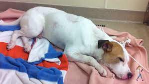 Overdoses discovered quickly have the best prognosis. Ivermectin Toxicosis In A Dog Vetgirl Veterinary Ce Videos Vetgirl
