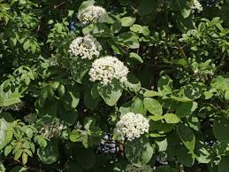 Der gemeine schneeball ist ein sommergrüner strauch mit höhen zwischen 1,50 meter und 6 metern. Wolliger Schneeball Viburnum Lantana Baumschule Horstmann