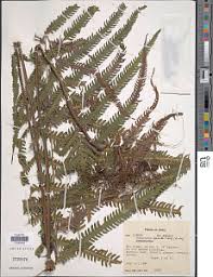 Image result for Amblovenatum opulentum
